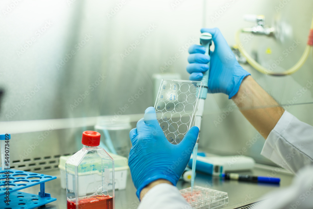 Fototapeta premium cell culture at the medicine , medical and biology laboratory