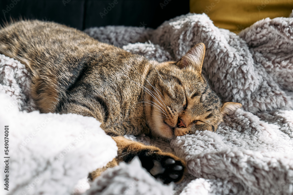 Cute tabby cat sleeping wrapped in warm gray plaid. Striped cat napping on couch. Pet in cozy cute warm home. Cute tabby cat sleeping wrapped in warm gray plaid. Striped cat napping on couch. Pet in cozy cute warm home.