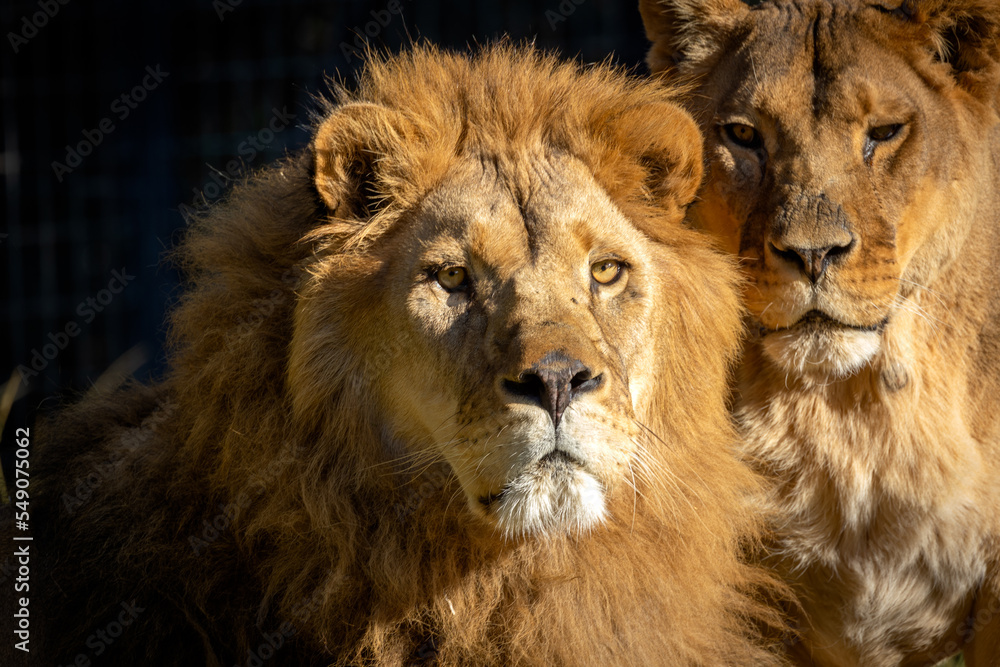 portrait d'un lion et d'une lionne en gros plan portrait d'un lion et d'une lionne en gros plan