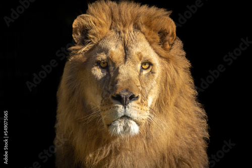 Fototapeta Naklejka Na Ścianę i Meble -  portrait d'un lion sur un fond noir