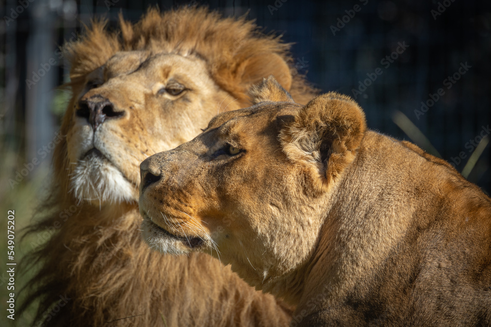 portrait d'un lion et d'une lionne en gros plan portrait d'un lion et d'une lionne en gros plan