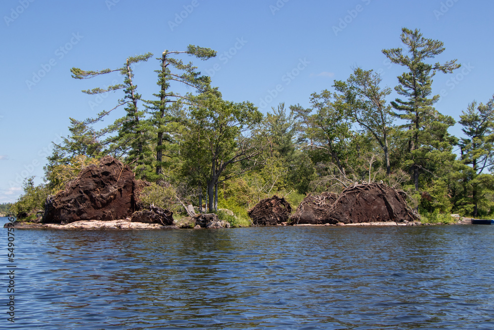 Trees down and exposed roots along the coast of a lake after a wind storm Trees down and exposed roots along the coast of a lake after a wind storm