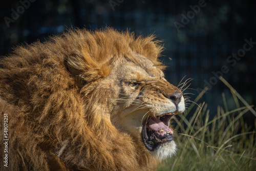 portrait d un lion en train de rugir