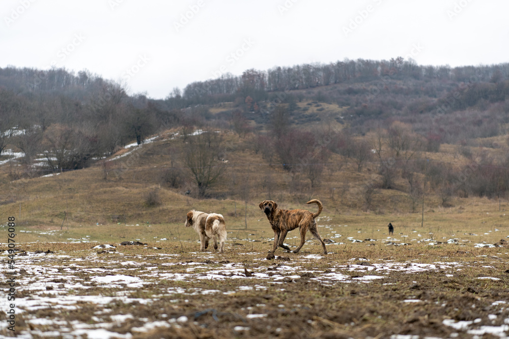 Romania, 2021-12-30. Two dogs in a mountainous landscape in the Bucovina region. Romania, 2021-12-30. Two dogs in a mountainous landscape in the Bucovina region.
