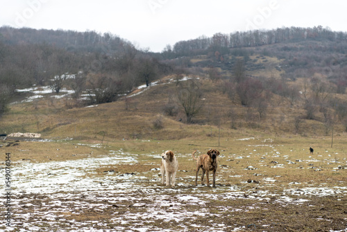 Romania, 2021-12-30. Two dogs in a mountainous landscape in the Bucovina region.