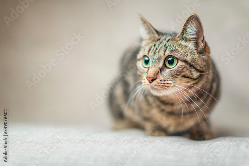 Obraz na płótnie Close-up portrait of a beautiful domestic cat in the studio.