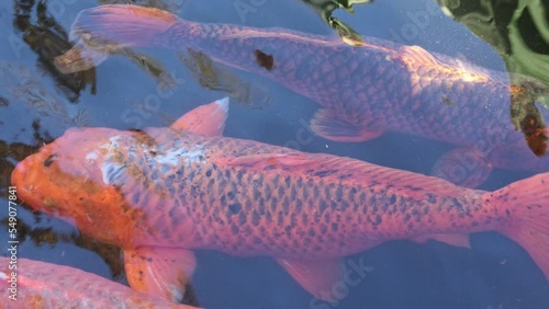 Coloful Koi (Cyprinus rubrofuscus) fish floating in the freshwater lake during the daytime photo