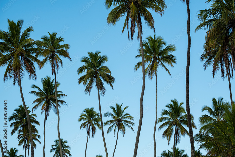 several coconut trees in sunny day and blue sky several coconut trees in sunny day and blue sky