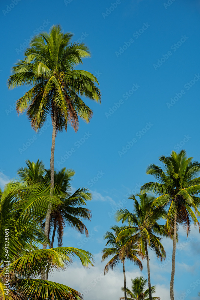 several coconut trees in sunny day and blue sky several coconut trees in sunny day and blue sky