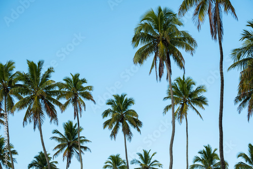 several coconut trees in sunny day and blue sky