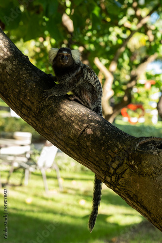 little monkey on tree branch