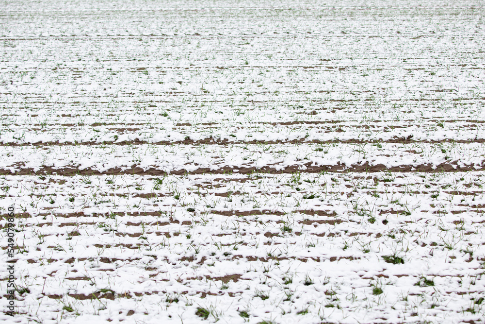 Fototapeta premium Winter background - rural field covered with white snow