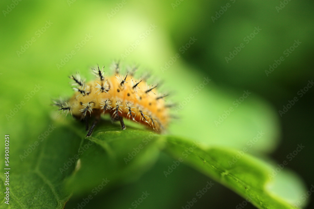 Fourth-instar larva of the bryony ladybird - Henosepilachna argus -Coccinellidae Fourth-instar larva of the bryony ladybird - Henosepilachna argus -Coccinellidae