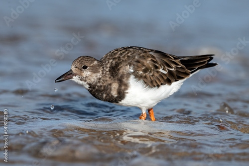 Turnstone