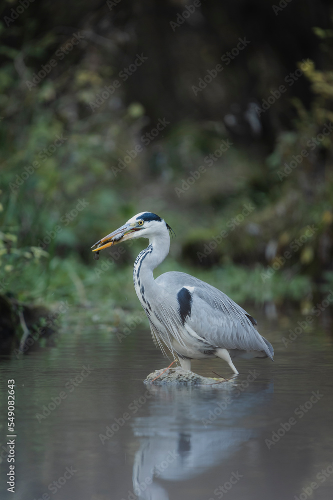 der Graureiher hat Fisch gefangen am Bach beim jagen in der Natur Wildleben der Graureiher hat Fisch gefangen am Bach beim jagen in der Natur Wildleben