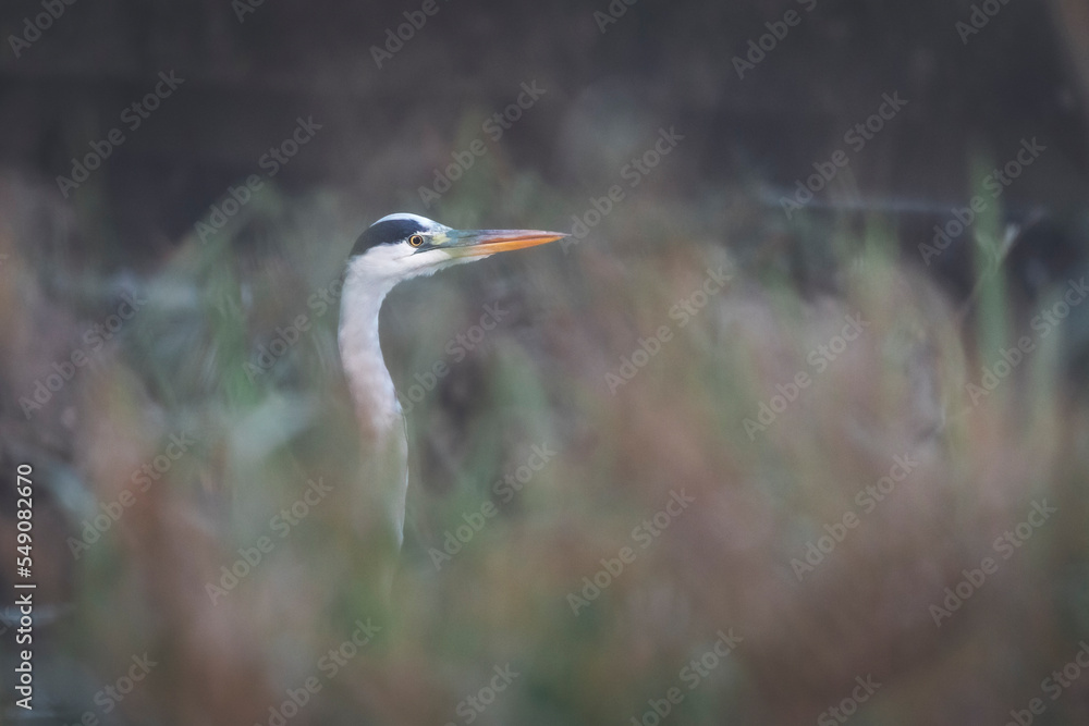 Wilder Graureiher am Bach beim jagen in der Natur Wildleben Wilder Graureiher am Bach beim jagen in der Natur Wildleben