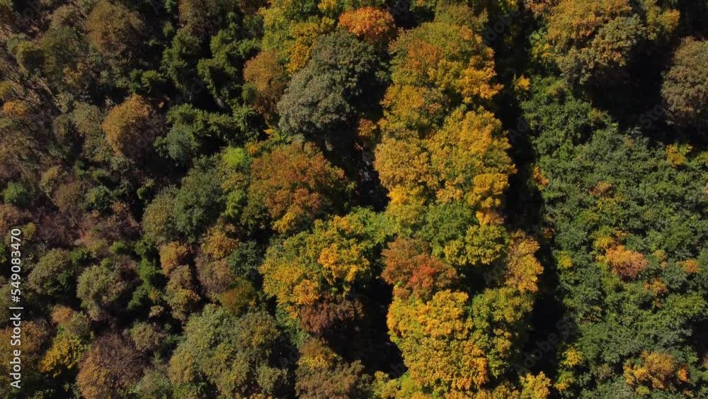 Aerial view of a pristine mixed forest coloured mainly yellow and green in early October. The respiratory system of our country. Climate change Aerial view of a pristine mixed forest coloured mainly yellow and green in early October. The respiratory system of our country. Climate change