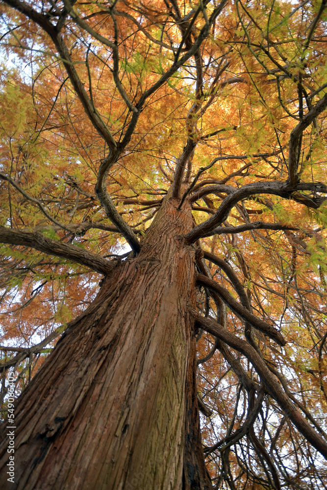 Obraz premium rote zeder 