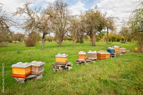 Beehives in an apple orchard