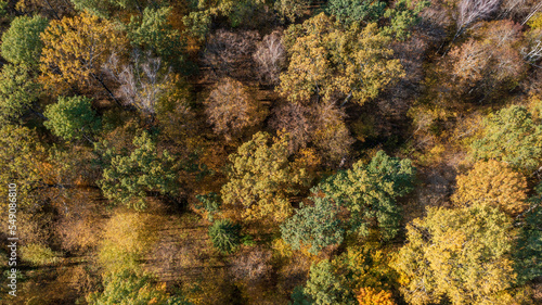 Polish part of Bialowieza Forest top viev © Aleksander Bolbot