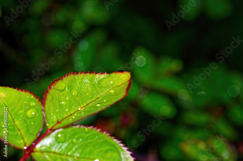 young leaves well rose bush © moskvich1977