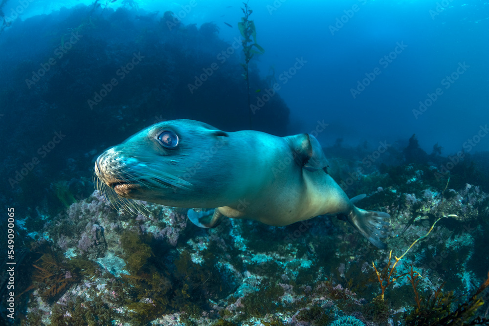 Fototapeta premium Fast swimming sea lion in California