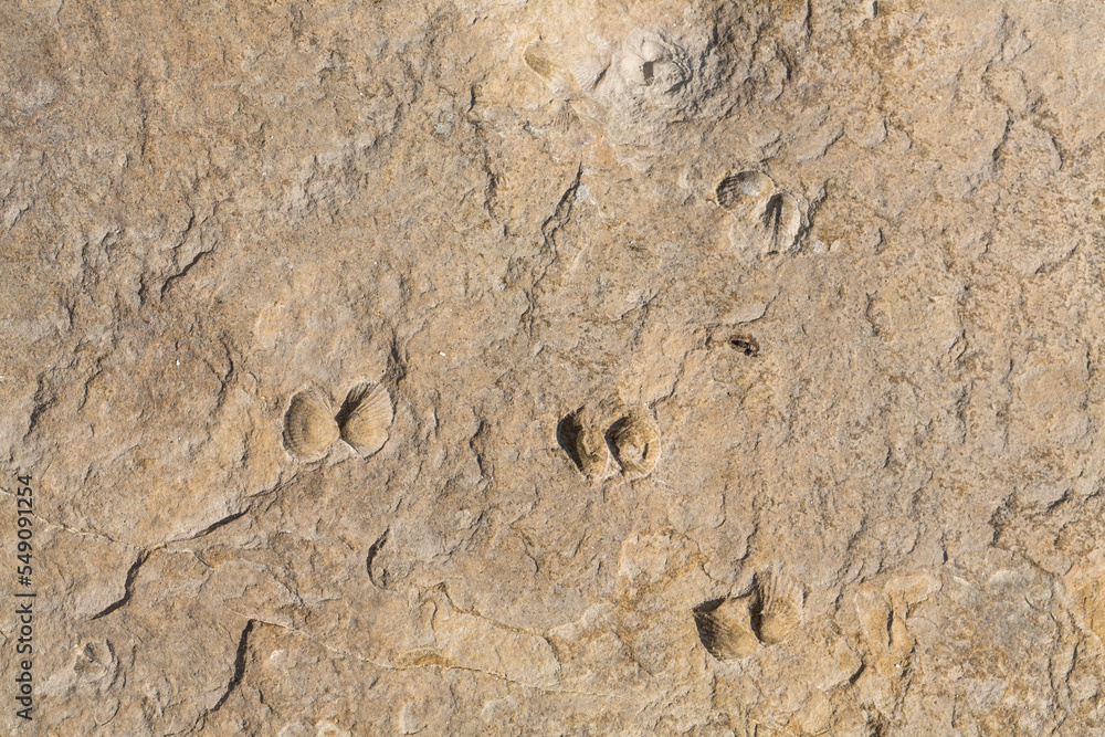 Fototapeta premium A stone from sedimentary rock with fossil Mollusks. Cockle (bivalve) in the family Cardiidae.