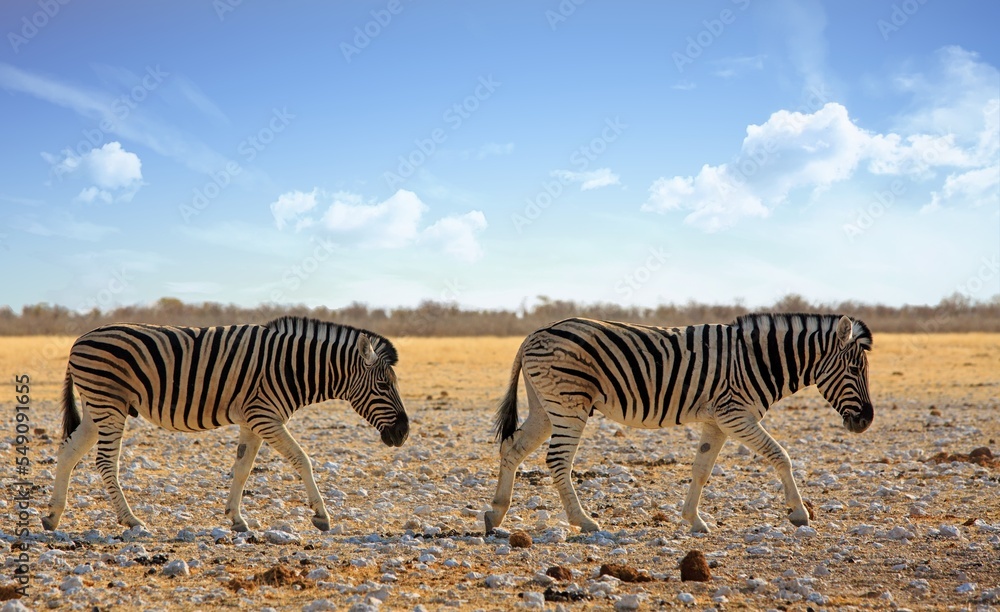 Fototapeta premium Two Burchell's Zebra walking across the African Plains in Etosha National park, Namibia