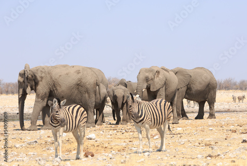 African Scene with Two Plains Zebra and small herd of elephants in the background.