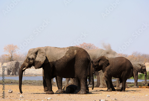 Small family herd of elephants with a baby sleeping and another spraying itself with sand to keep cool.