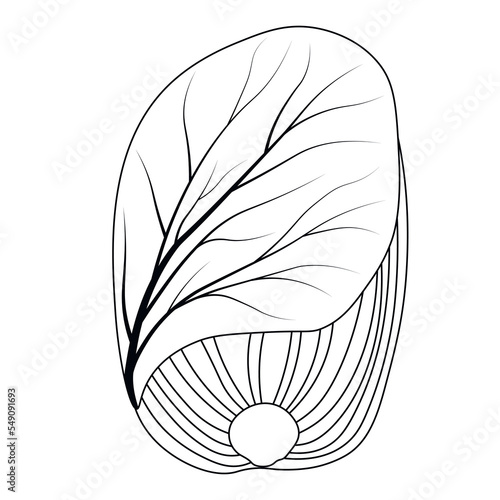 Chinese cabbage. Kimchi is a dish of Korean cuisine. Asian food. Sharply seasoned pickled, fermented vegetables. vector stock illustration.