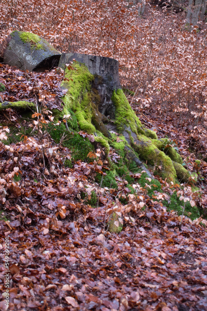 Log above tree stump with green moss surrounded by dead brown leaves on a hill near Olf Wolfstein castle ruins on a winter day in Germany. Log above tree stump with green moss surrounded by dead brown leaves on a hill near Olf Wolfstein castle ruins on a winter day in Germany.