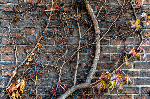 Wild grape and weathered brick wall  © konoplizkaya