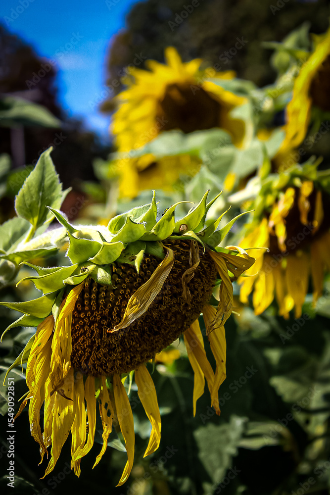 Obraz premium sunflowers