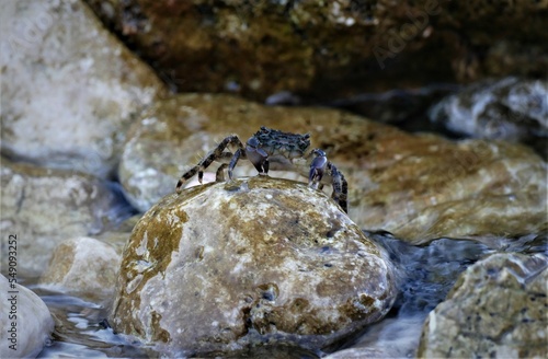 Sea crab on the rock by the sea