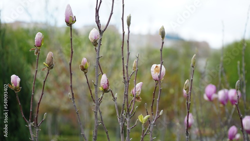 Pink magnolia flower spring branch in the garden. Buds of flowers. Magnolia denudata