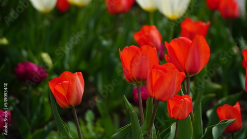 Red tulips. Group of red tulips in the park. Spring landscape. Bright red tulips