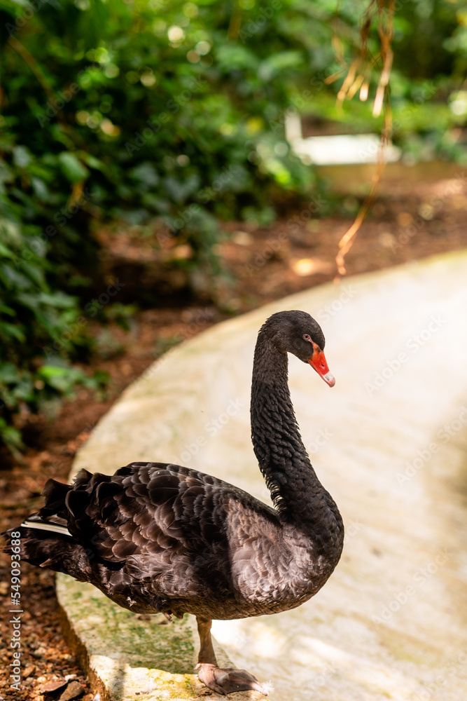 One beautiful Black Swan swimming in the lake in natural surroundings One beautiful Black Swan swimming in the lake in natural surroundings