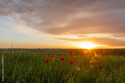 Obraz na plátně Morning sunrise with red poppy in the field Morocco Meknes Region