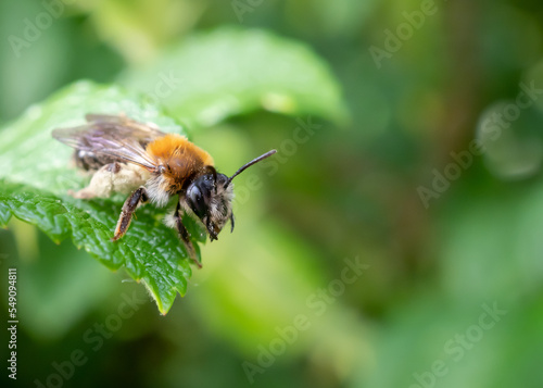 Bee on a green leaf. Honey-bee close up. Honey bee.