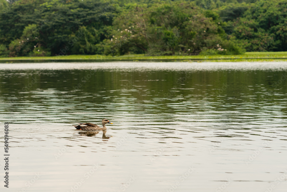 Indian spot billed duck swimming in a lake in Karnataka India Indian spot billed duck swimming in a lake in Karnataka India