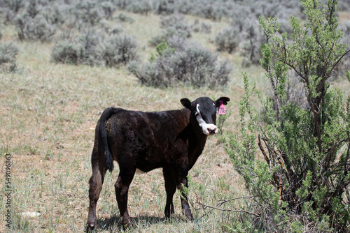 A black calf with an ear tag cattle 
