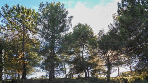 Paysage avec des arbres dans les rayons du soleil sur le sommet d une colline