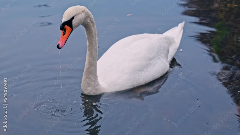 Adult White Swan Diving Under Water Looking for Food Adult White Swan Diving Under Water Looking for Food