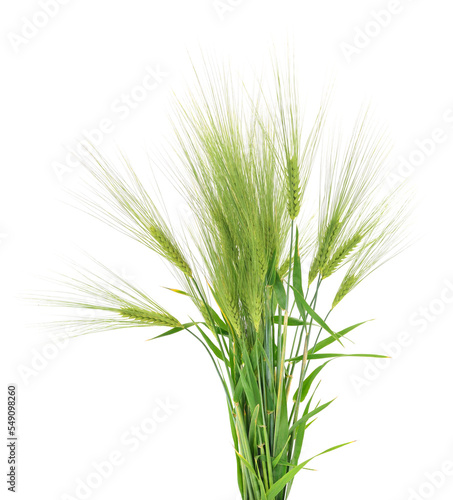 Green ears of wheat.