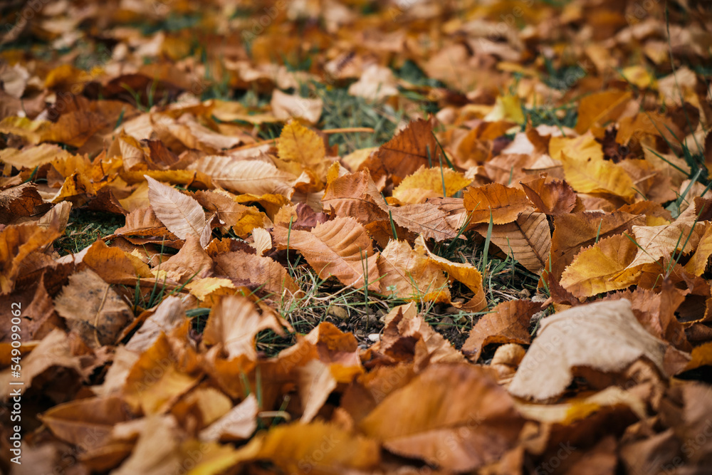 Fallen leaves in a beech forest