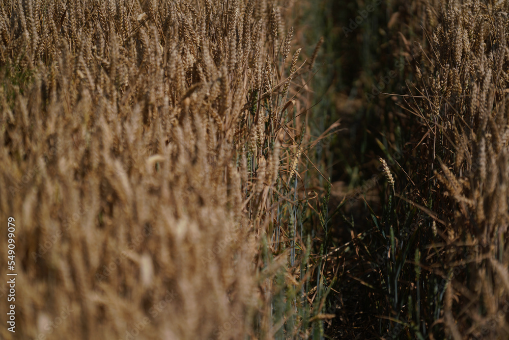 Obraz premium Grains in the field before harvest