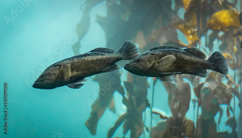 A pair of living Calico Bass (Paralabrax clathratus) swim in a kelp bed (forest) off the coast of central California. 