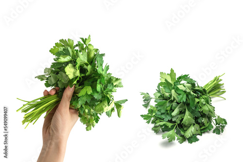 A bunch of parsley in woman hand isolated on white background.