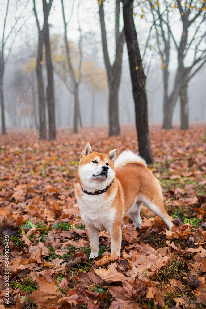 Japanese Shiba Inu breed dog walks in the autumn foggy park. Ukrainian dog shiba inu Kent Japanese Shiba Inu breed dog walks in the autumn foggy park. Ukrainian dog shiba inu Kent